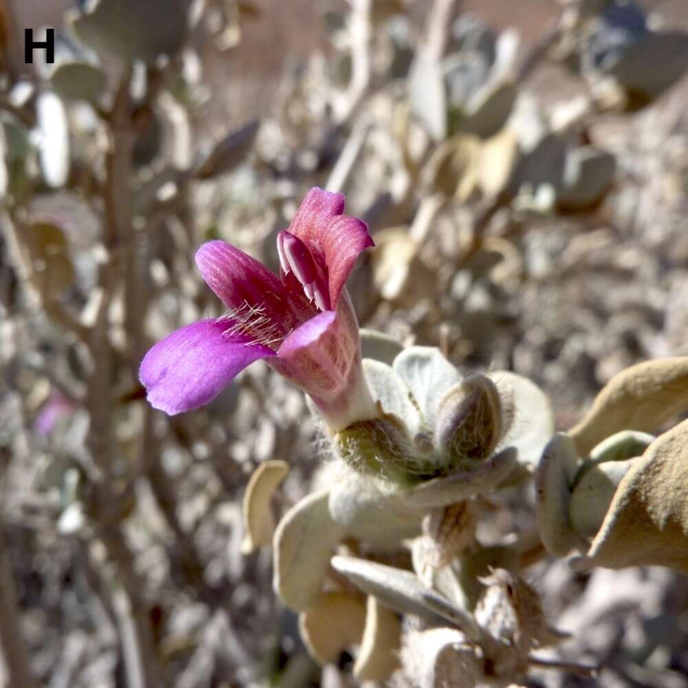 Pink flowers and pale leaves.