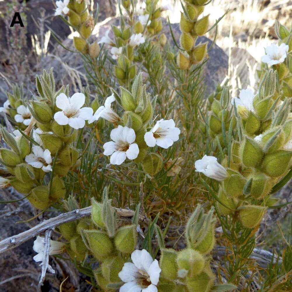 White flowers and green leaves.