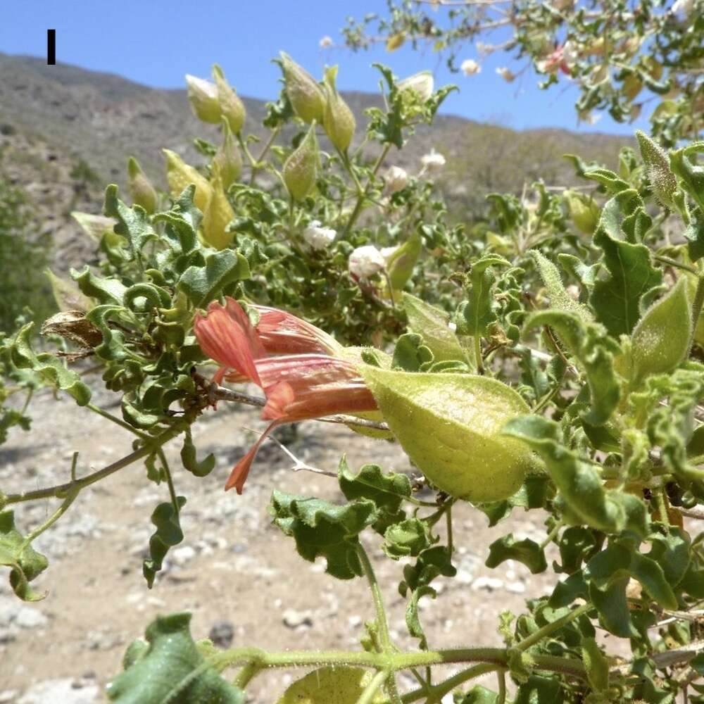 Red flowers and yellow-green leaves.