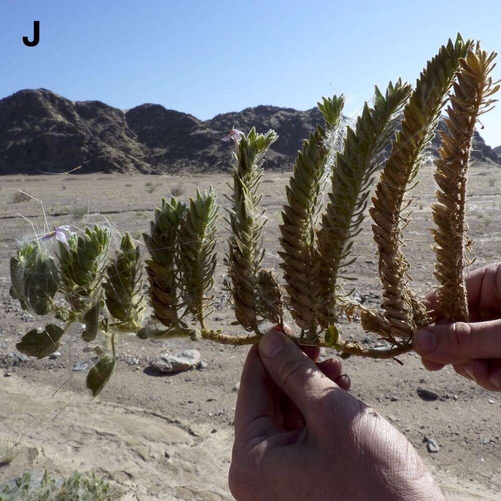 A jagged-edged green plant.