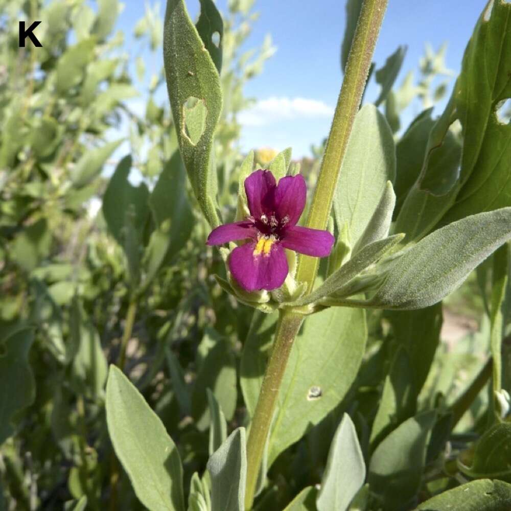 A purple flower and green leaves.