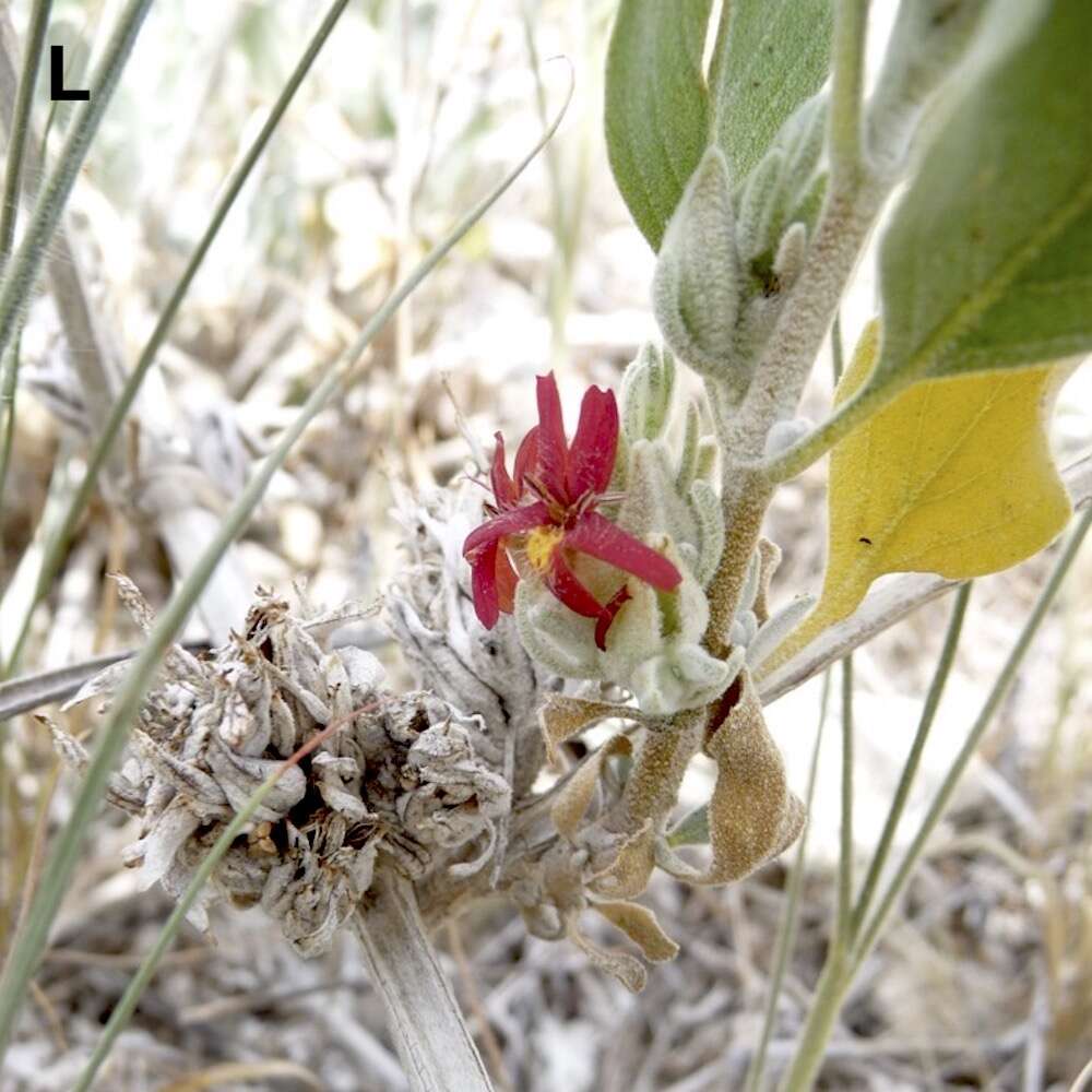 A red flower and a mix of green, yellow, and pale leaves.