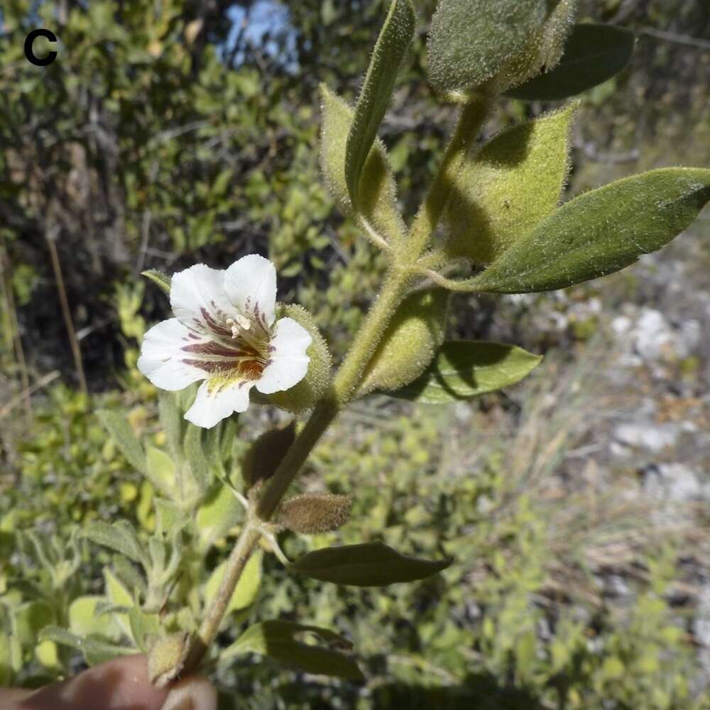 White flowers on a single stem.