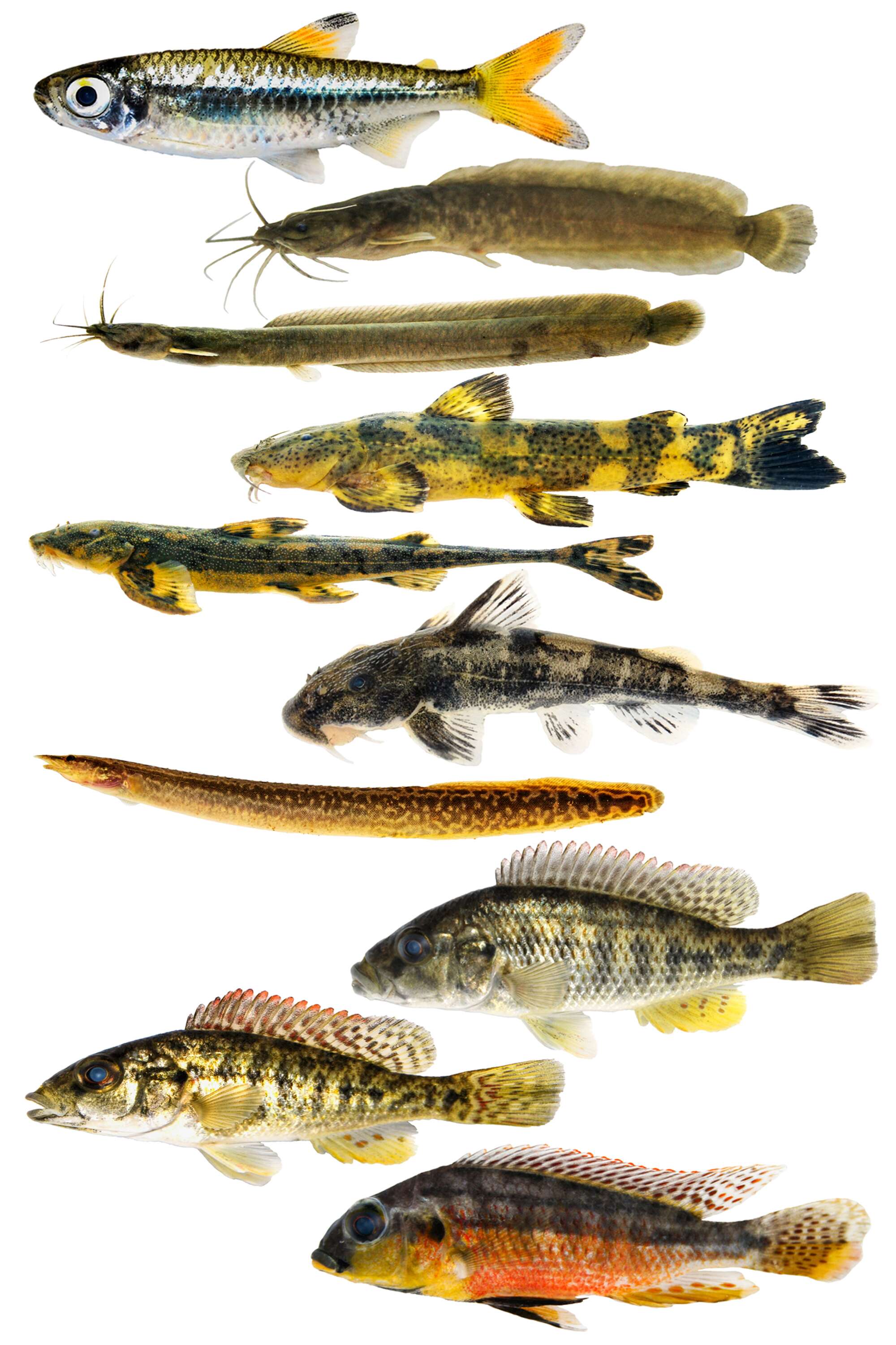 Ten of the endemic fish found.