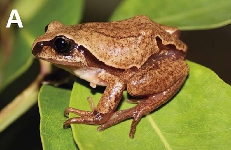 A brown frog on a leaf.