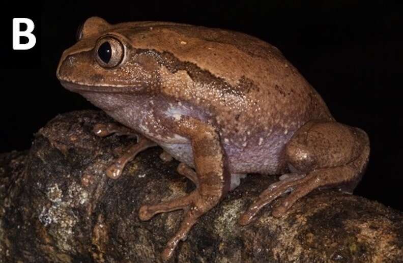 A brown frog on a branch.