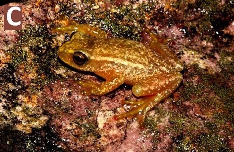 A golden frog on moss.