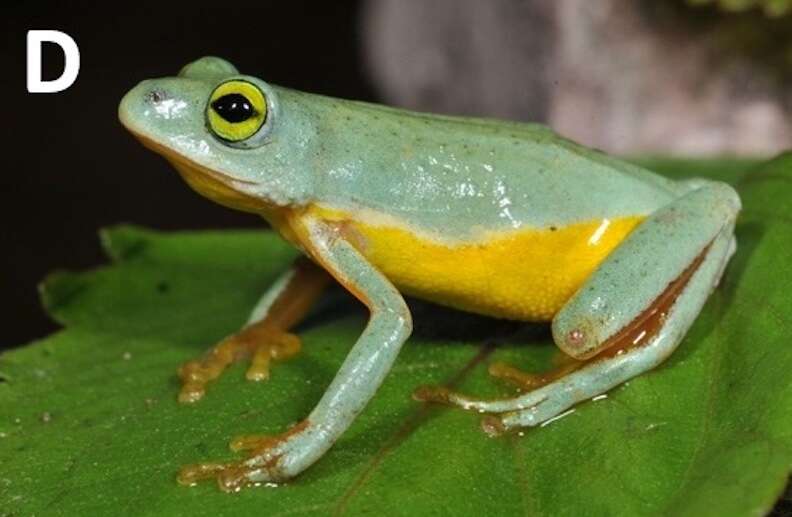 A green and yellow frog on a leaf.