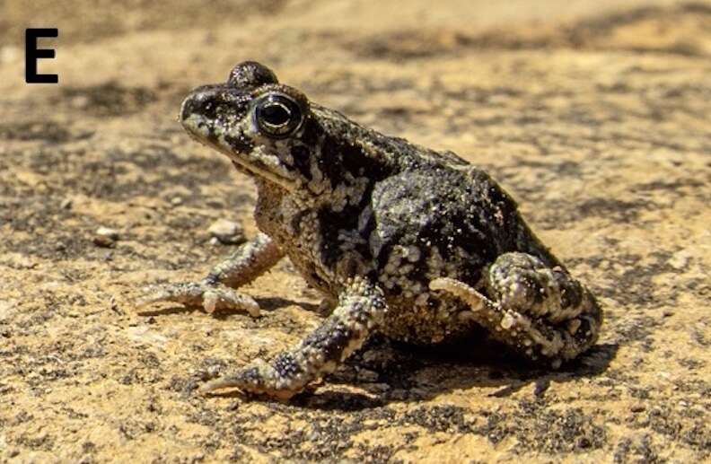 A speckled toad on a speckled background.