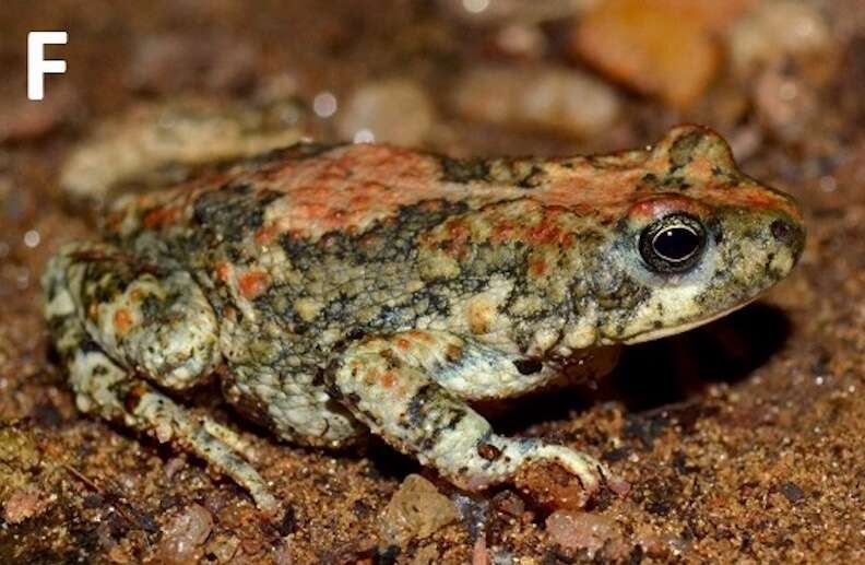 A colourful toad on a sandy patch.