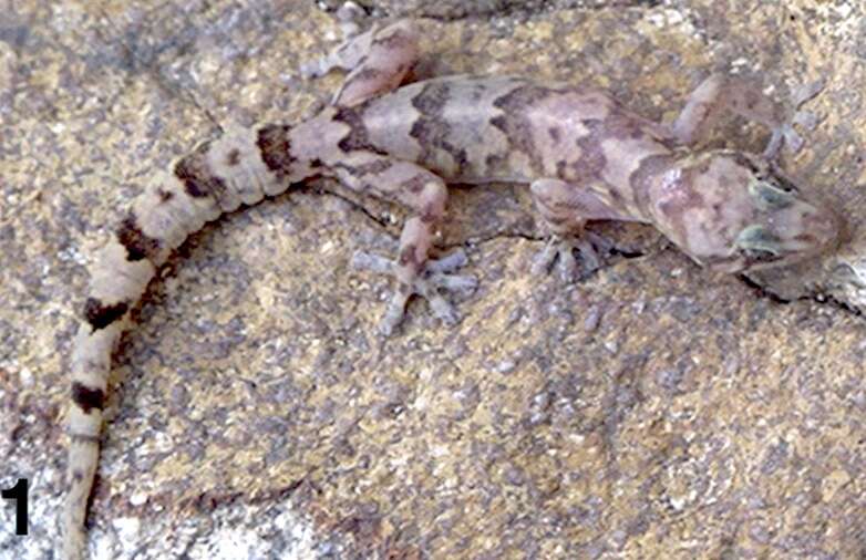 A banded lizard on a rock.