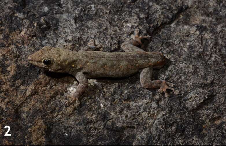 A brown lizard.