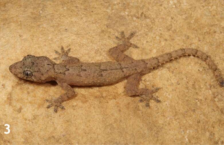 A brown lizard on a pale background.