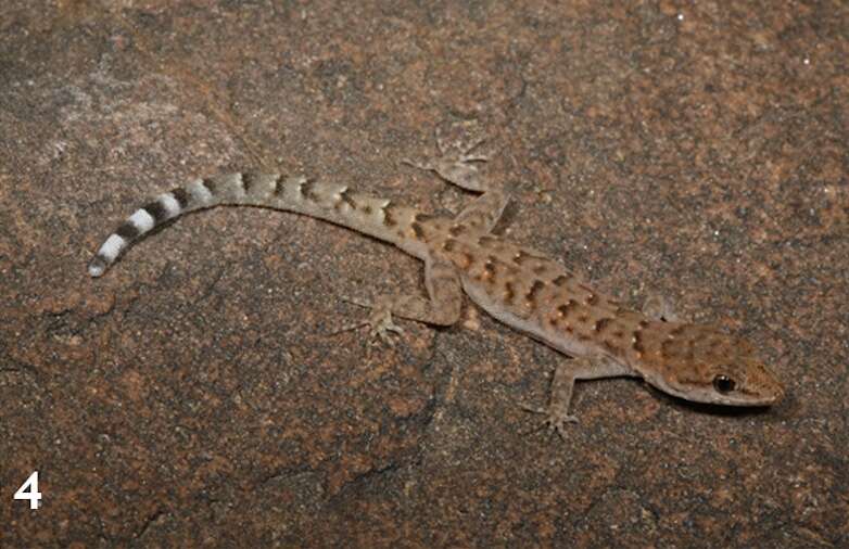 A gecko on a rock.