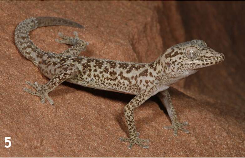 A spiny lizard on a red rock.