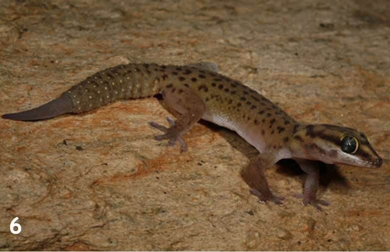 A speckled lizard.