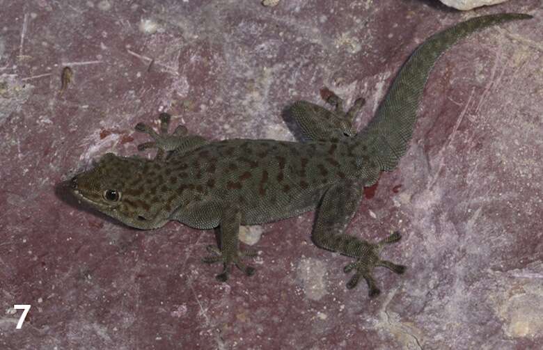 A greenish/grey lizard on a reddish background.