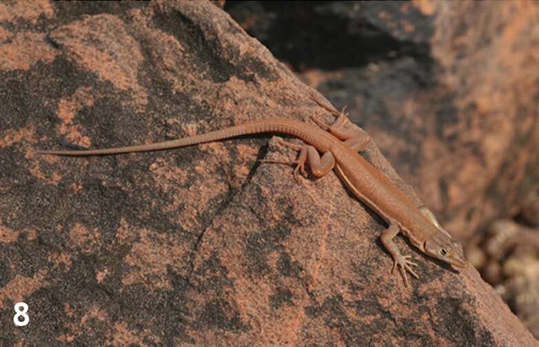 A long and slender orange lizard.