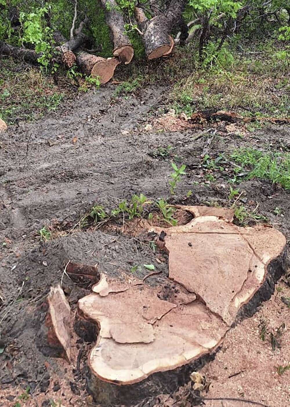 The remains of a felled rosewood tree.