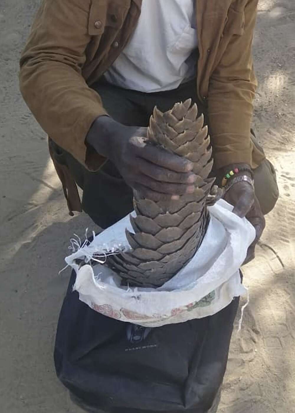 A pangolin skin in a bag.