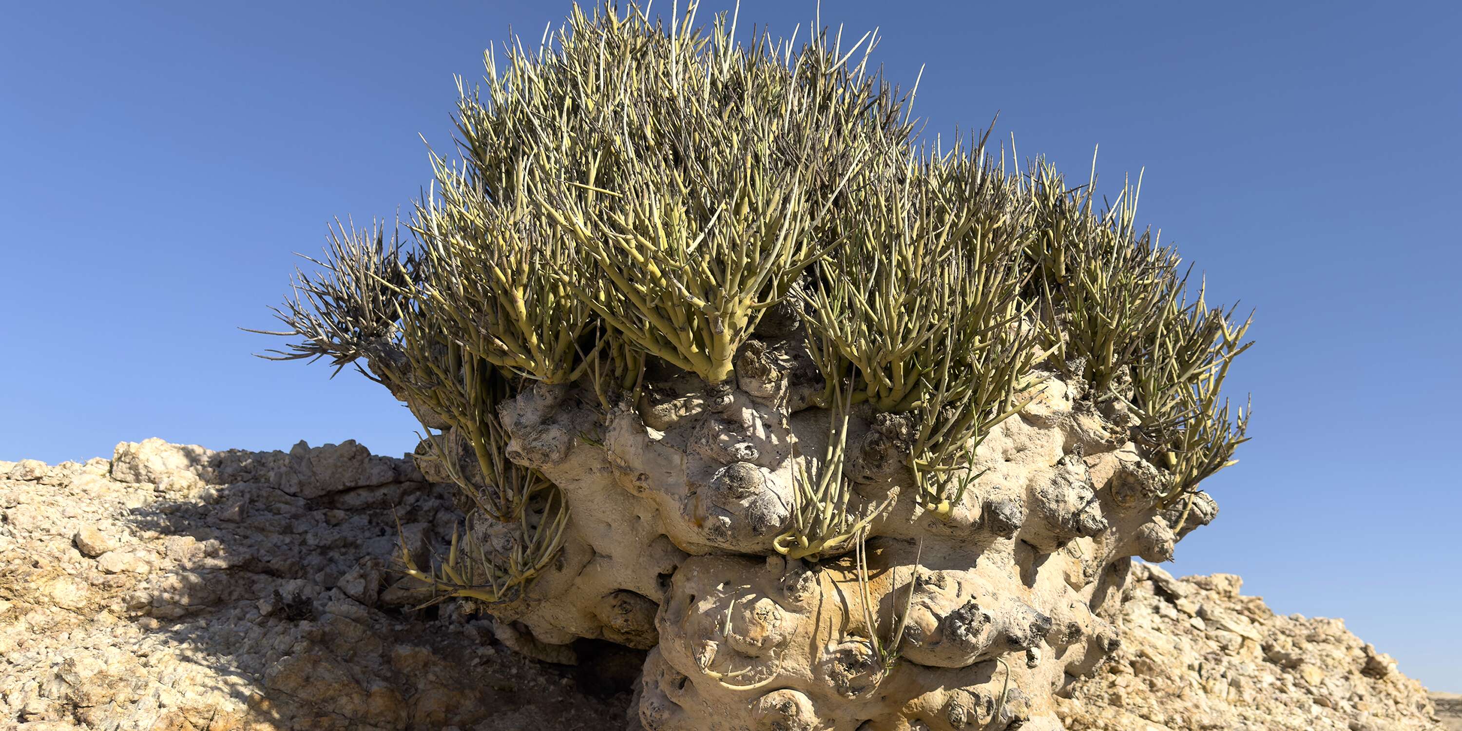 A large green bush in grey sandy soil.