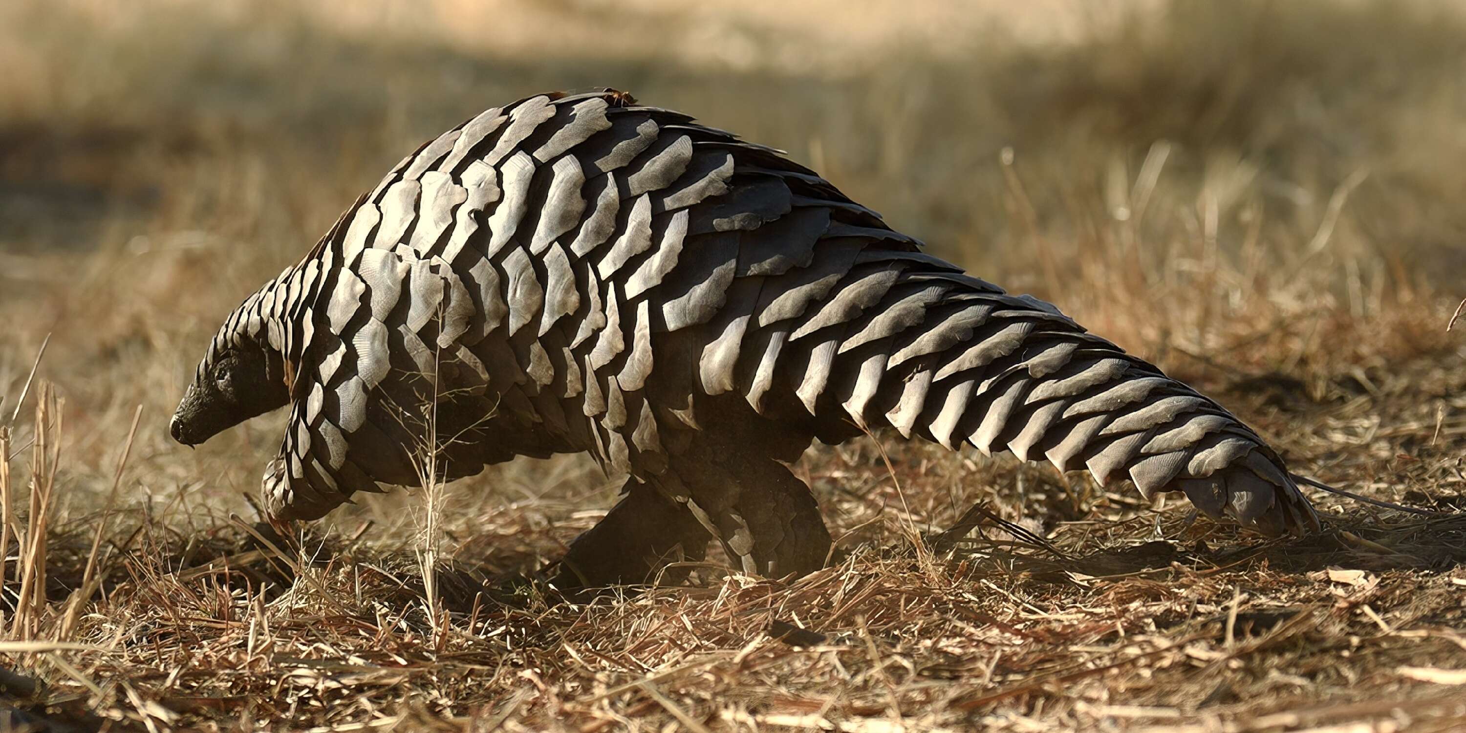 A pangolin walks past.