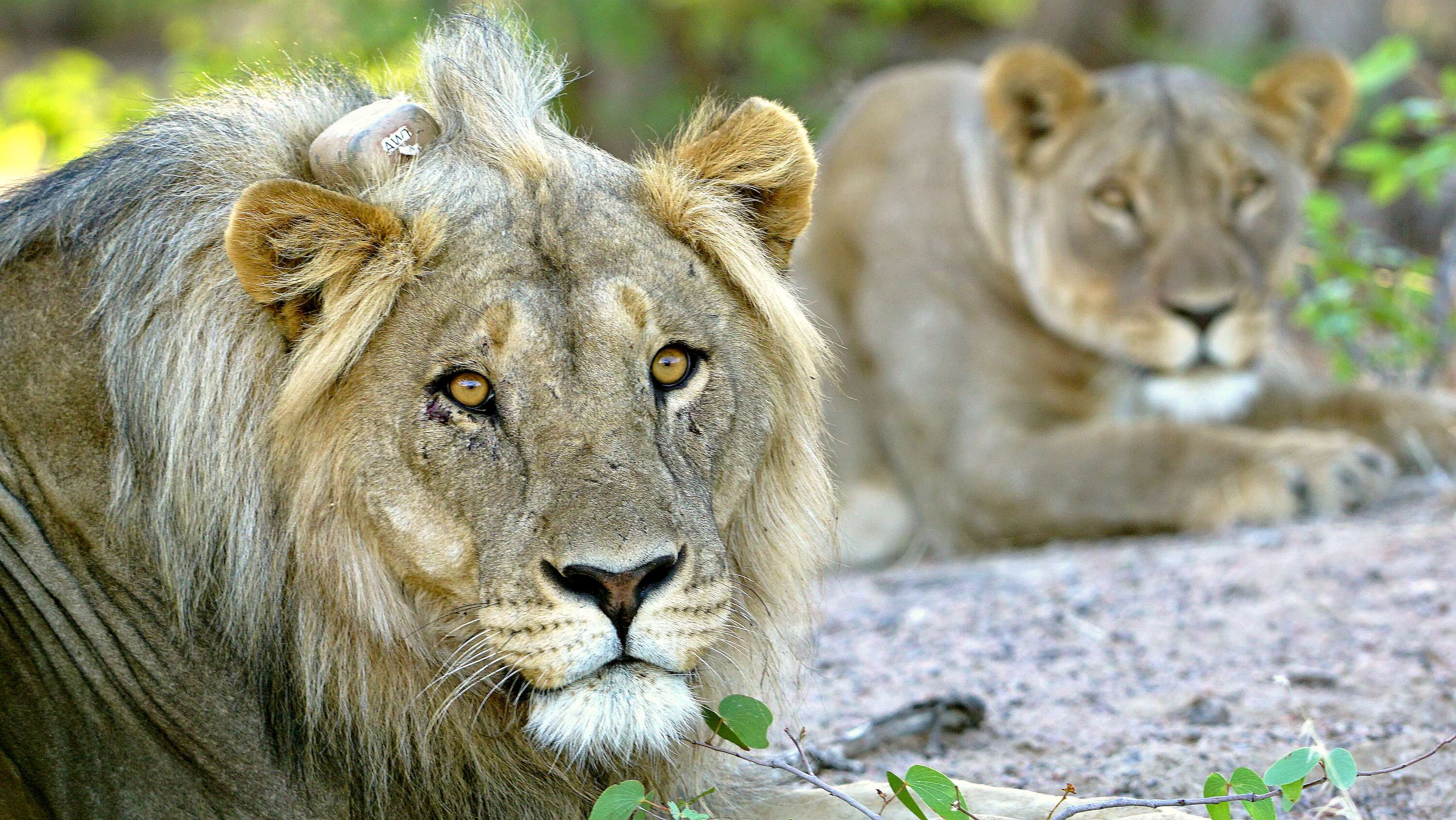 Two resting lions, one wearing a satellite collar.