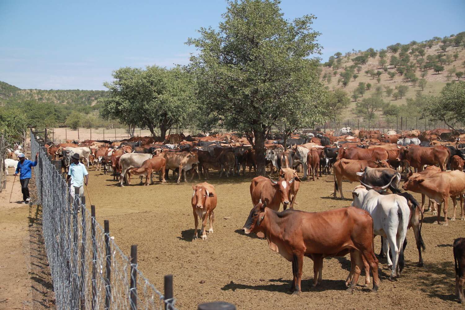 Cattle in a heavy duty boma.