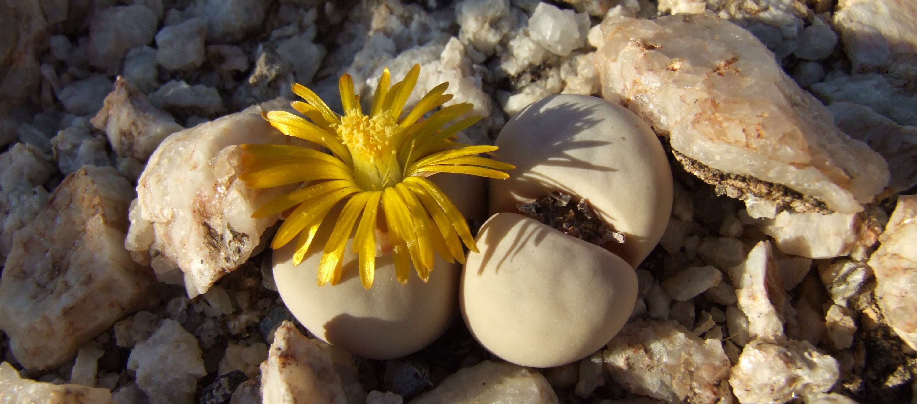 A lithops, or living rock plant in flower.