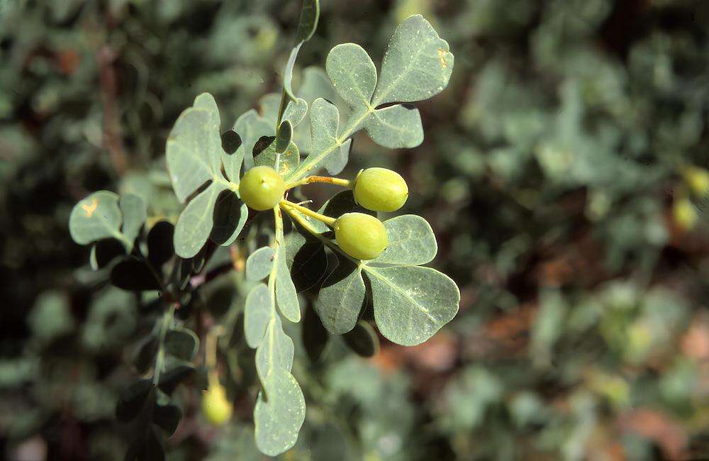 Green berries and green leaves.