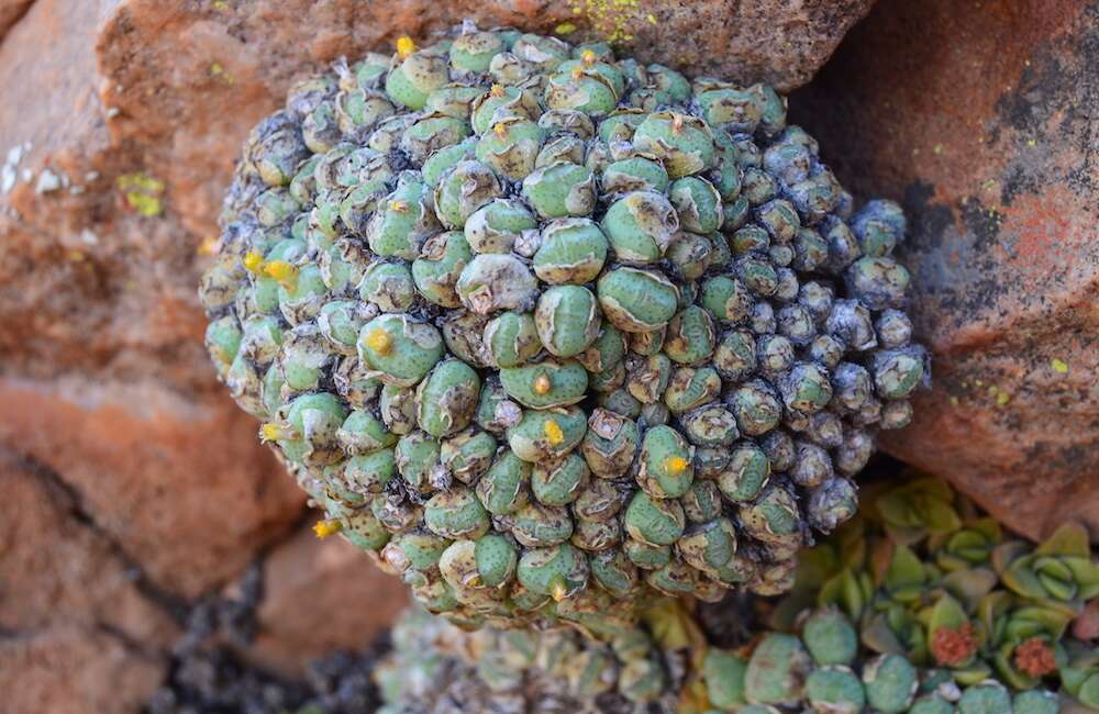 A ball of smaller green and purple balls.