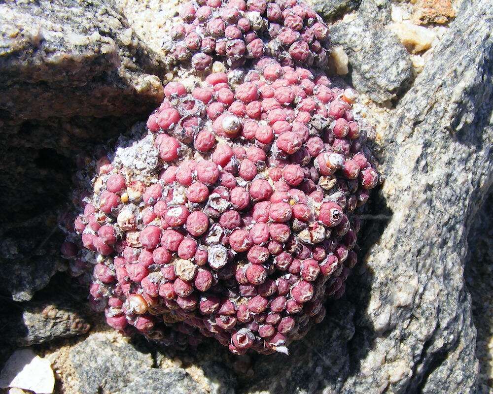 A ball of smaller red balls.