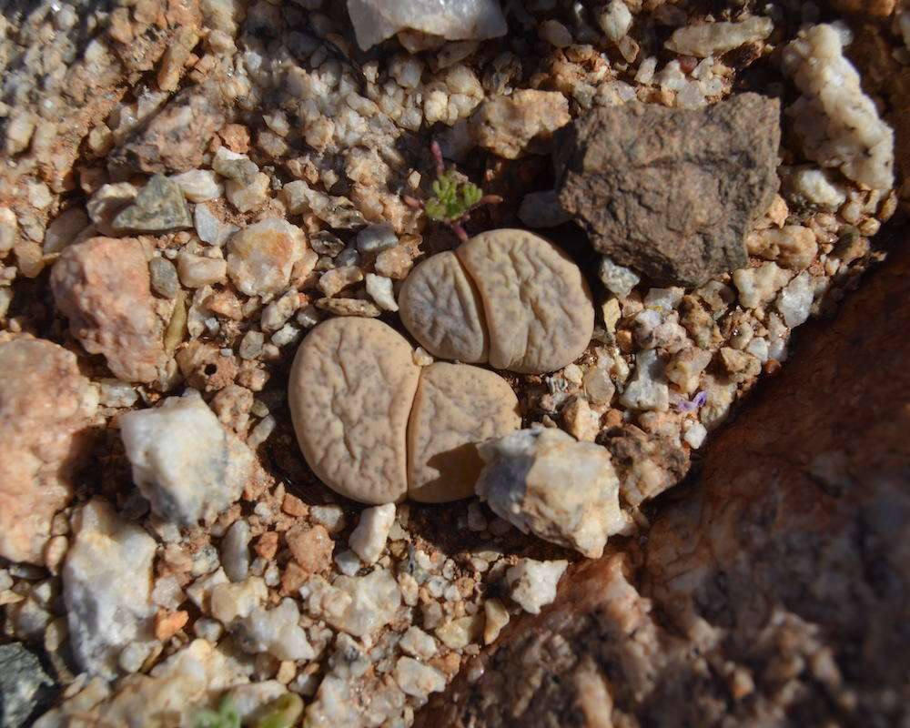 Brown lithops.