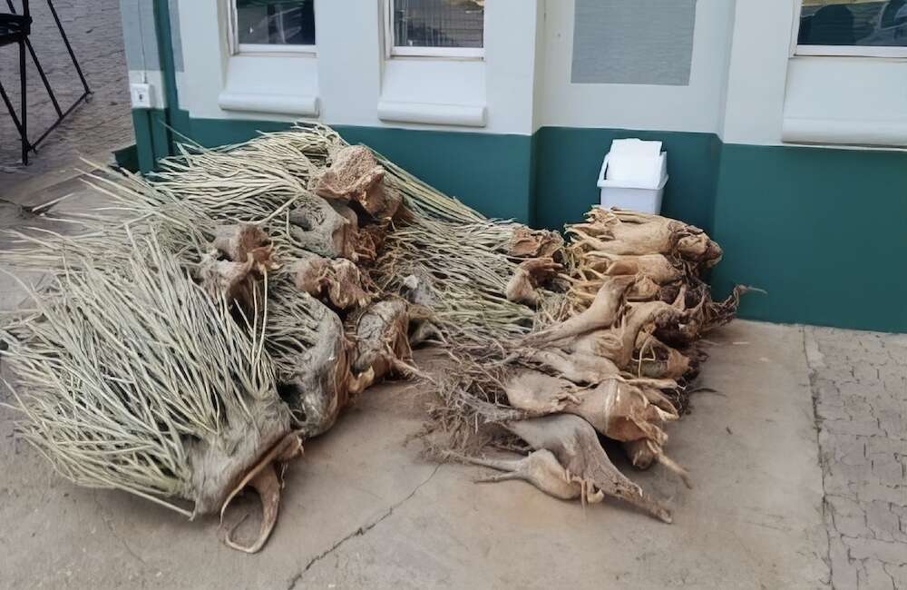 Uprooted plants lying nect to a building.