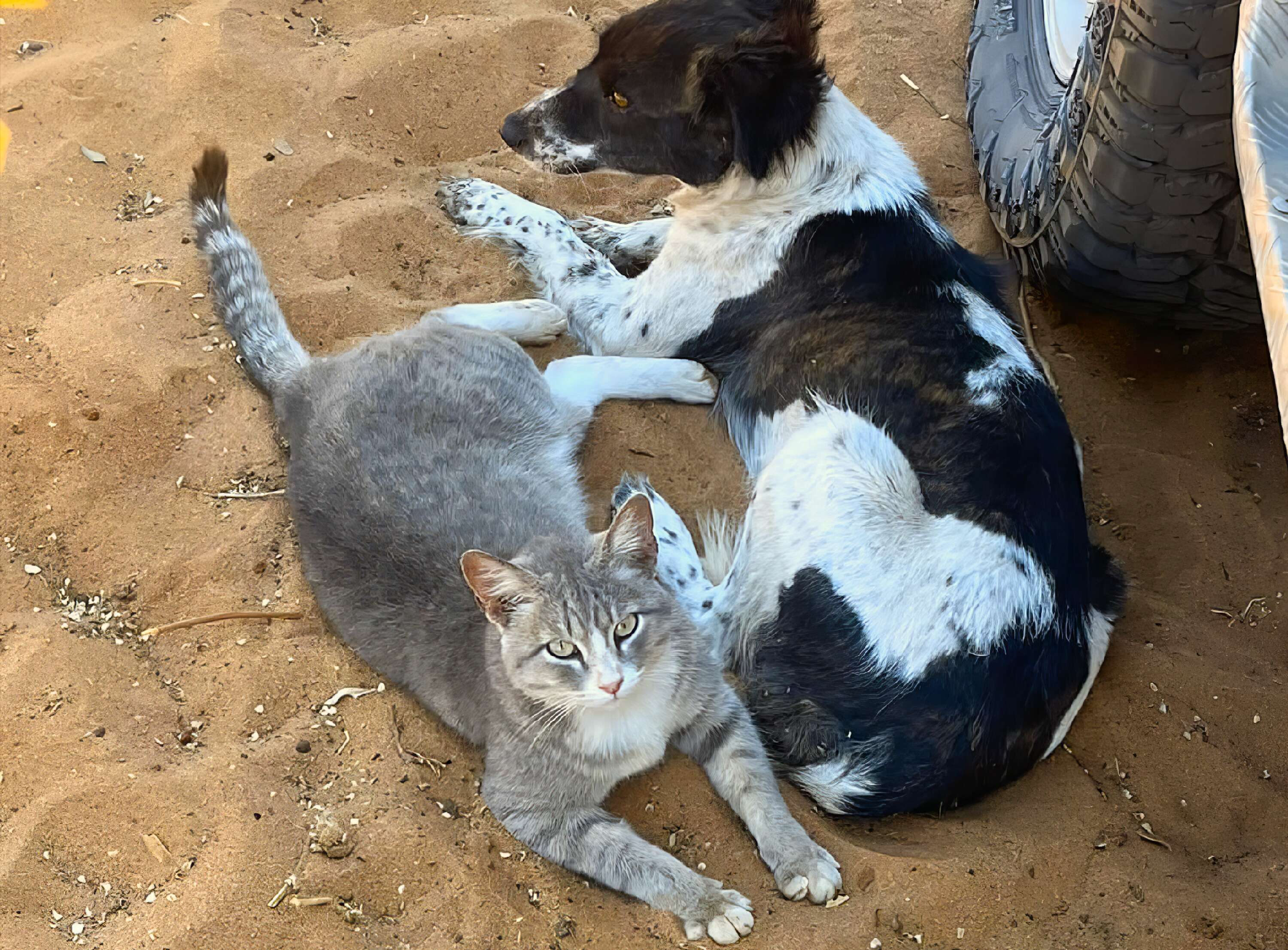 A grey cat and black dog relax in the sand.