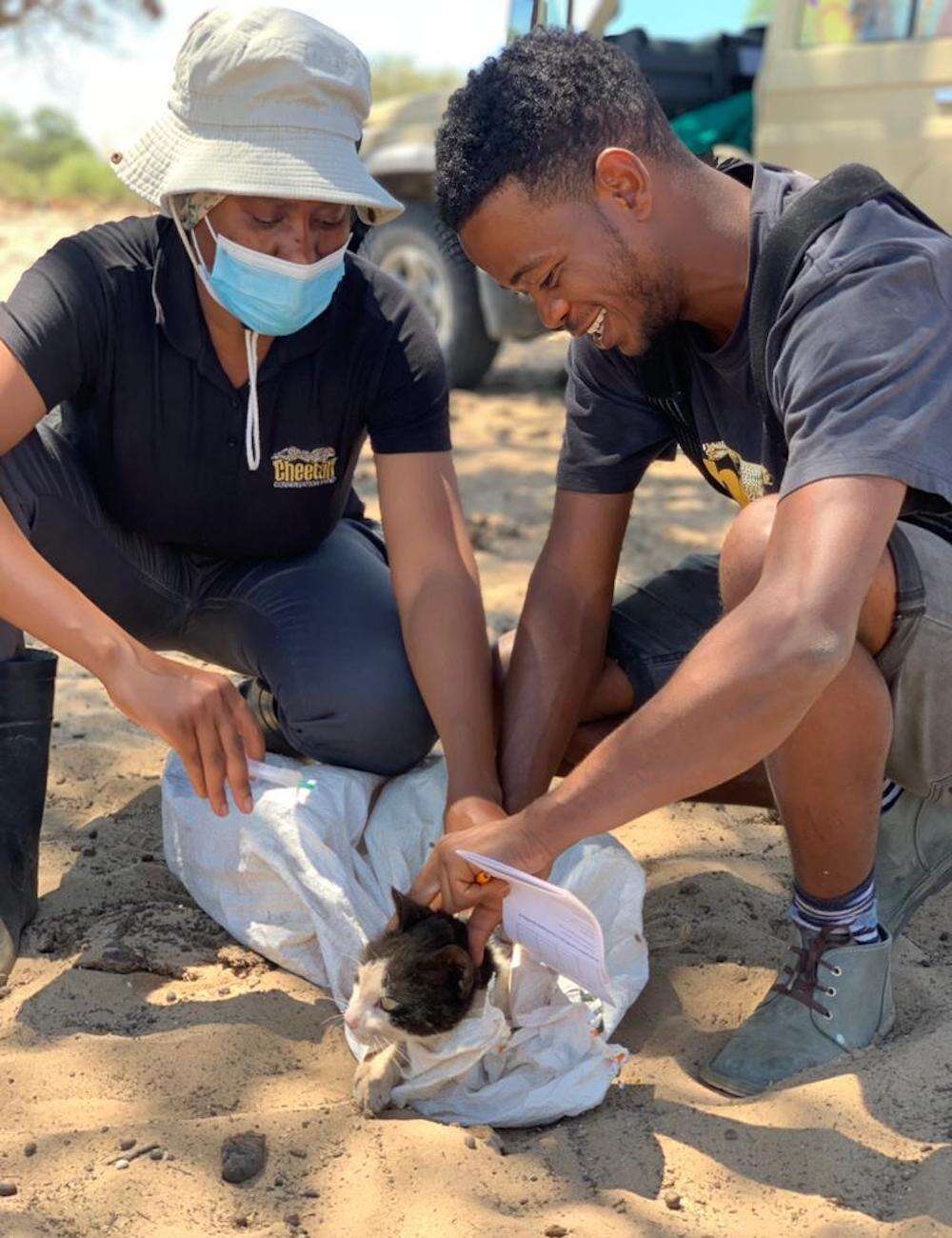 Two people vaccinating a domestic cat.