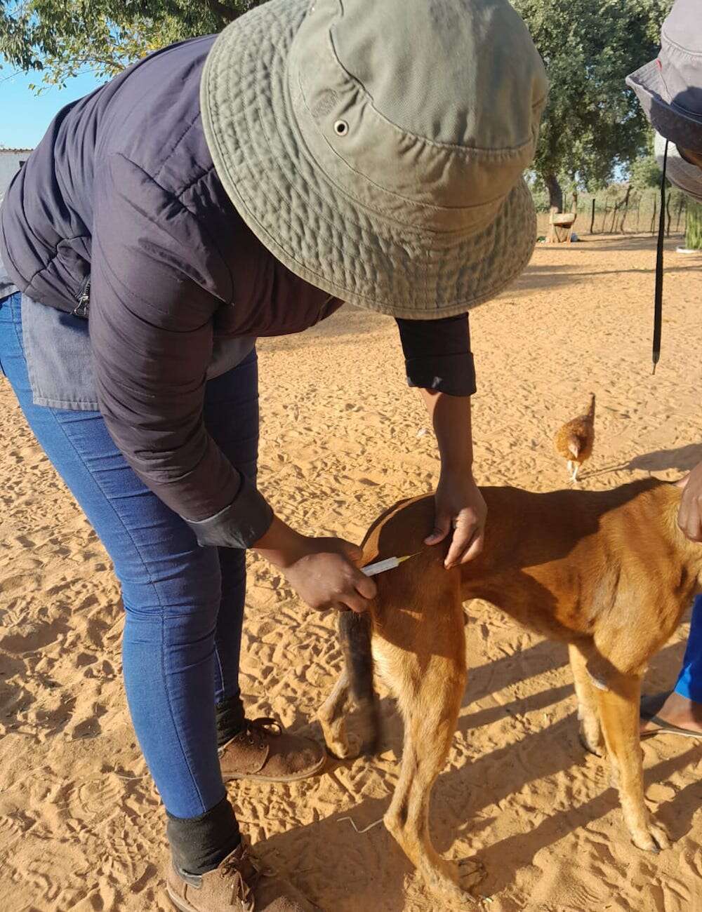 A woman about to vaccinate a domestic dog in a kraal.