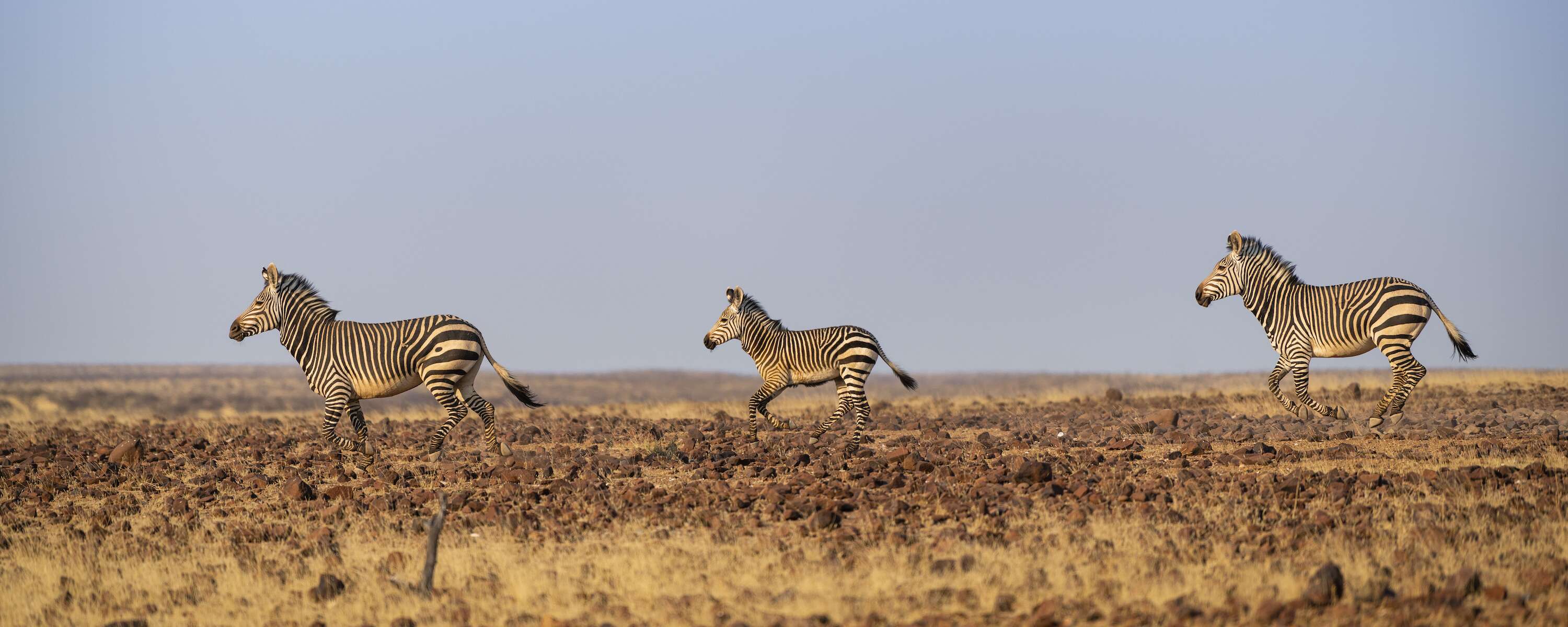 Three zebra running across a rocky plain.