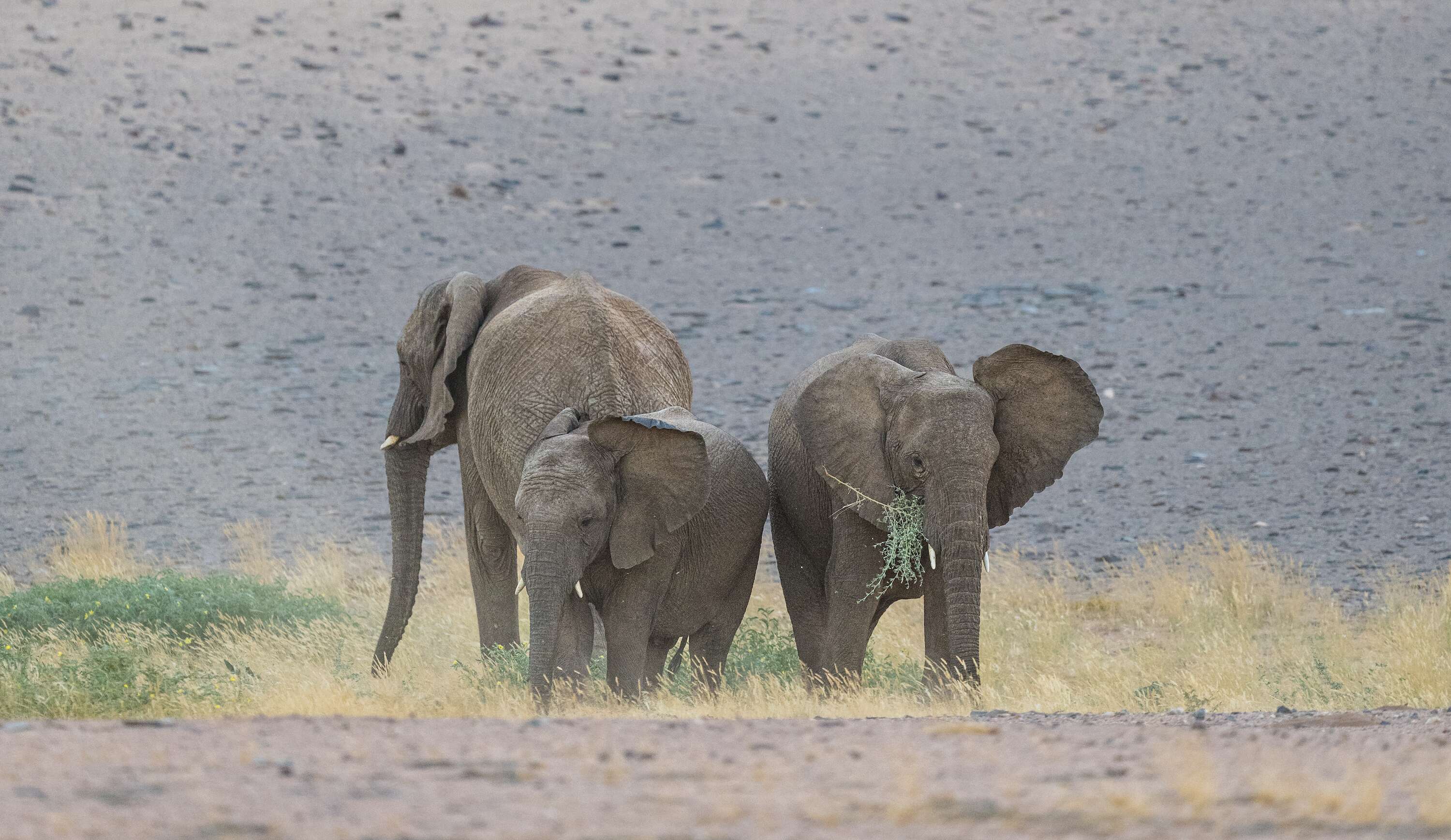 Three elephants forage in a small patch of green in a vast rocky landscape.