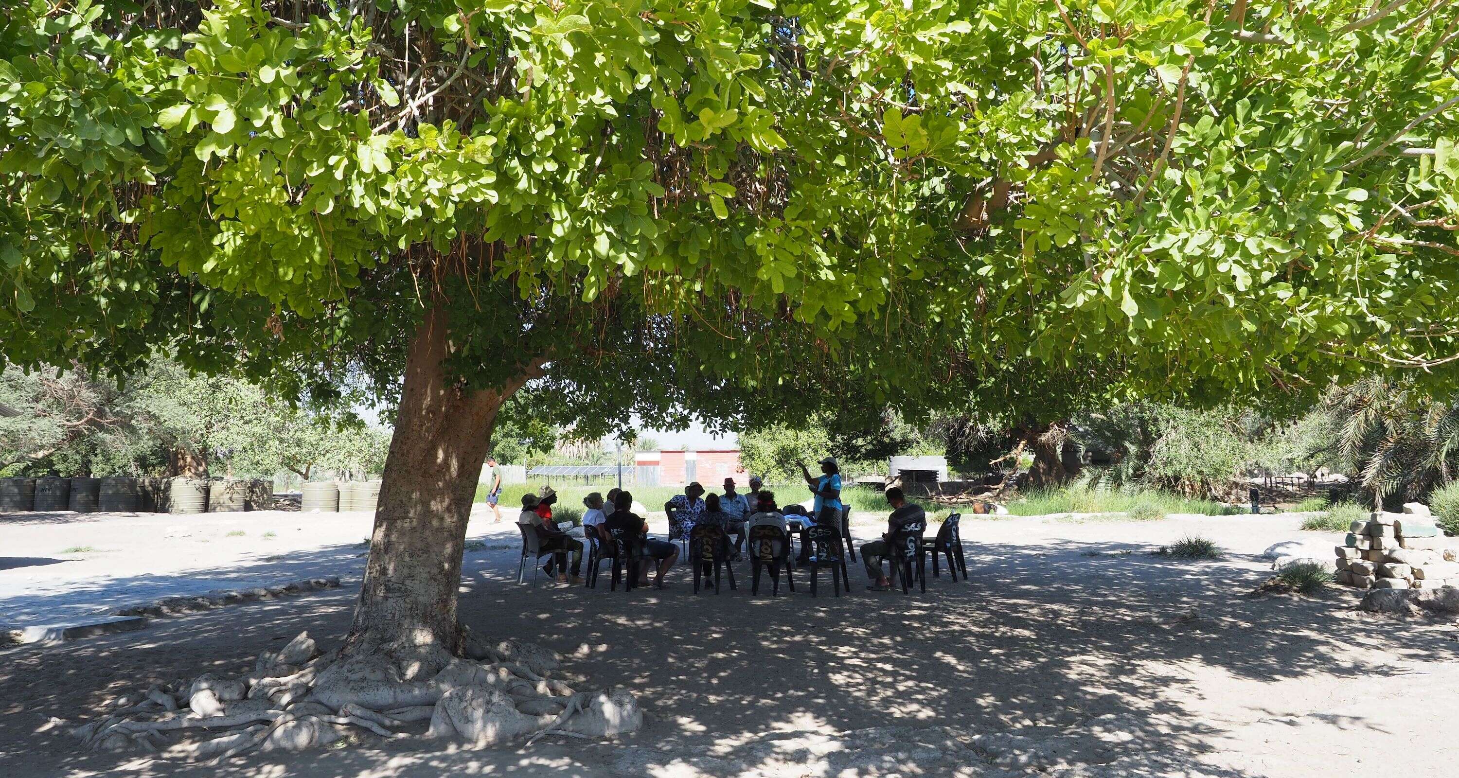 A group of people sit in a circle under a green leafy tree.