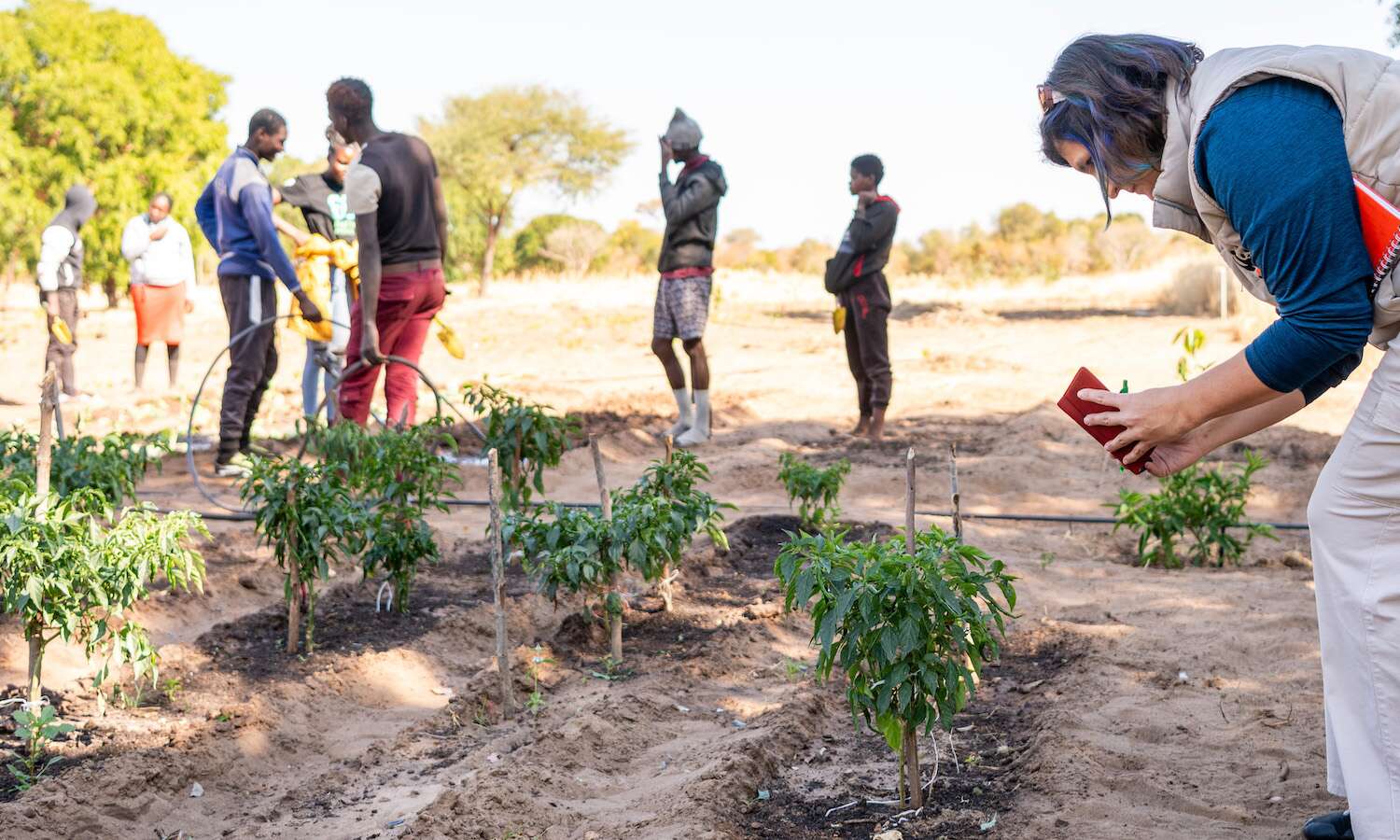 People inspecting a young chilli crop.