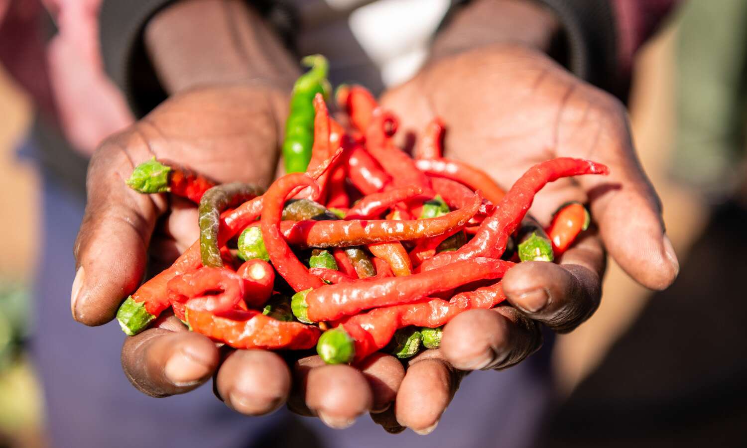 Newly harvested chillies.