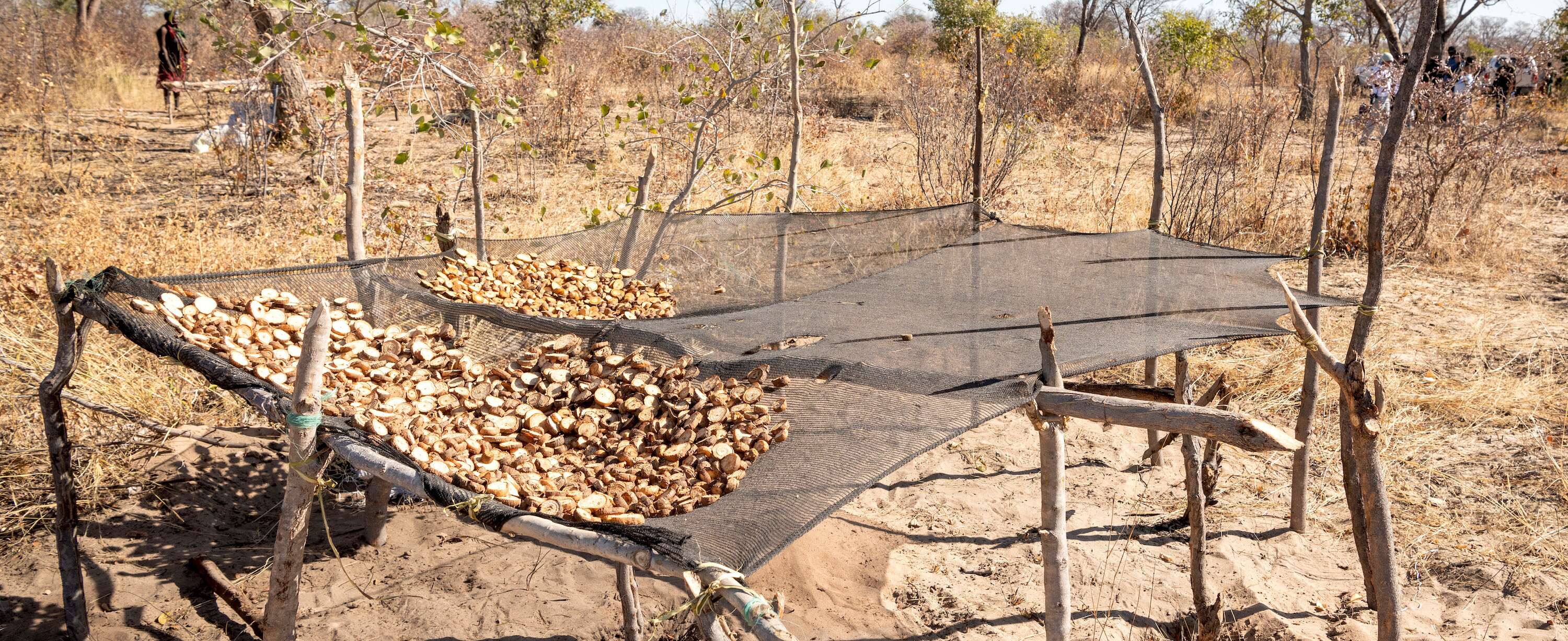 Harvested Devil's Claw dries in the sun.