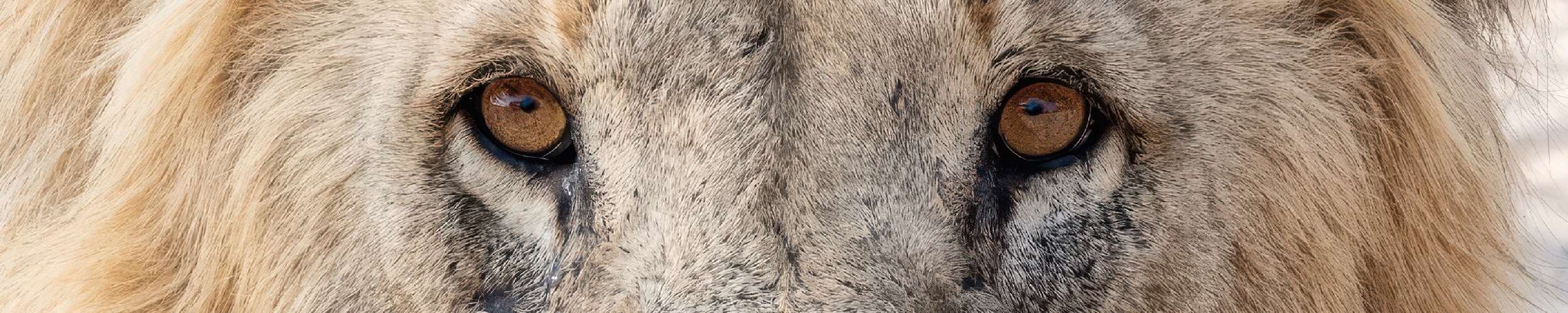 Close-up image of a lions eyes.