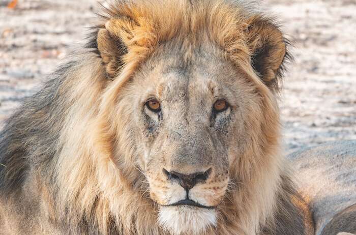 Closeup of a lion.