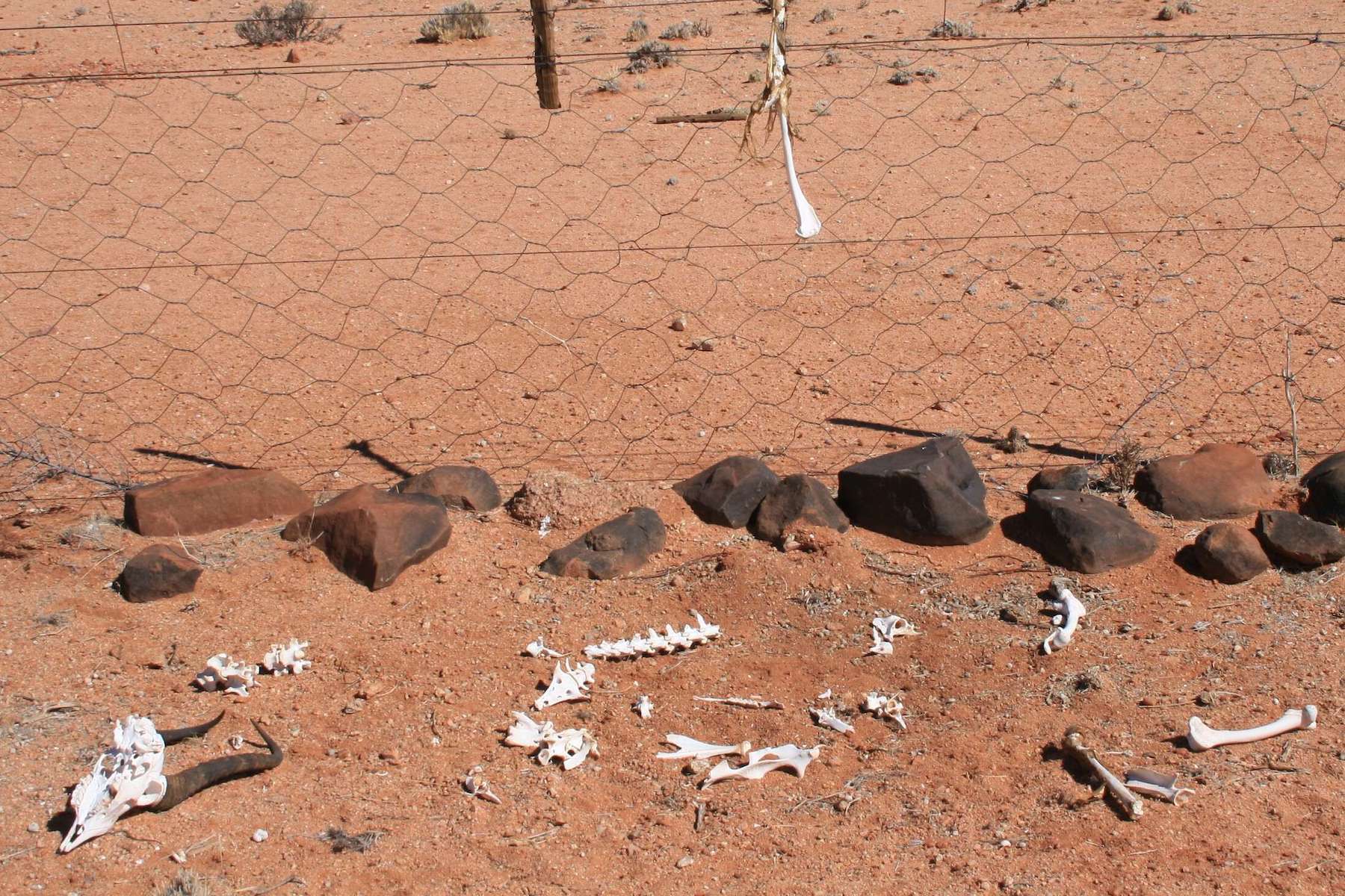 The bones of a springbok lay next to the fence that killed it.