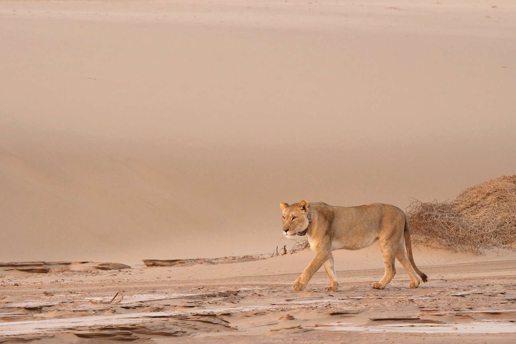 A lioness stalks through the desert.