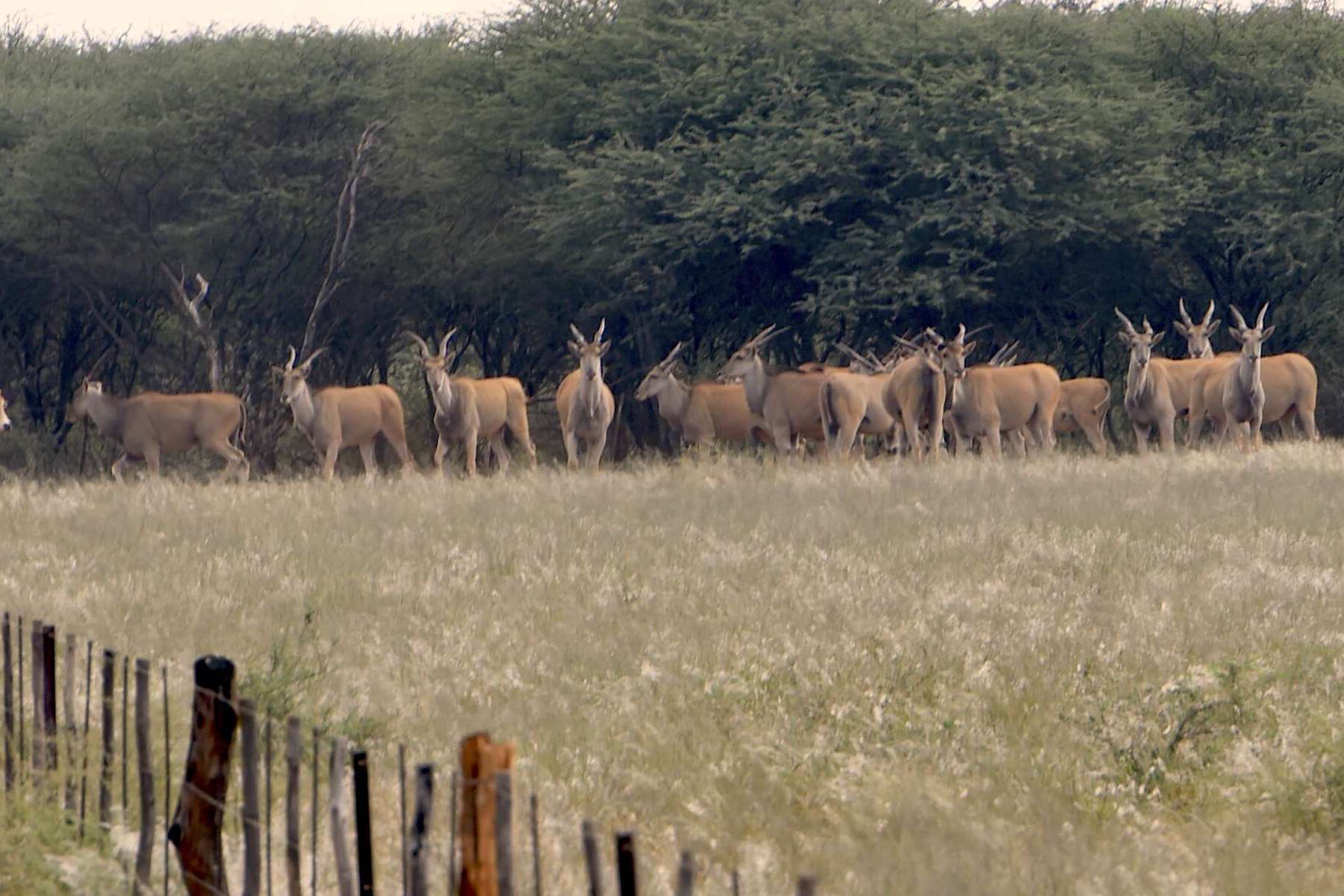 A herd of Eland.