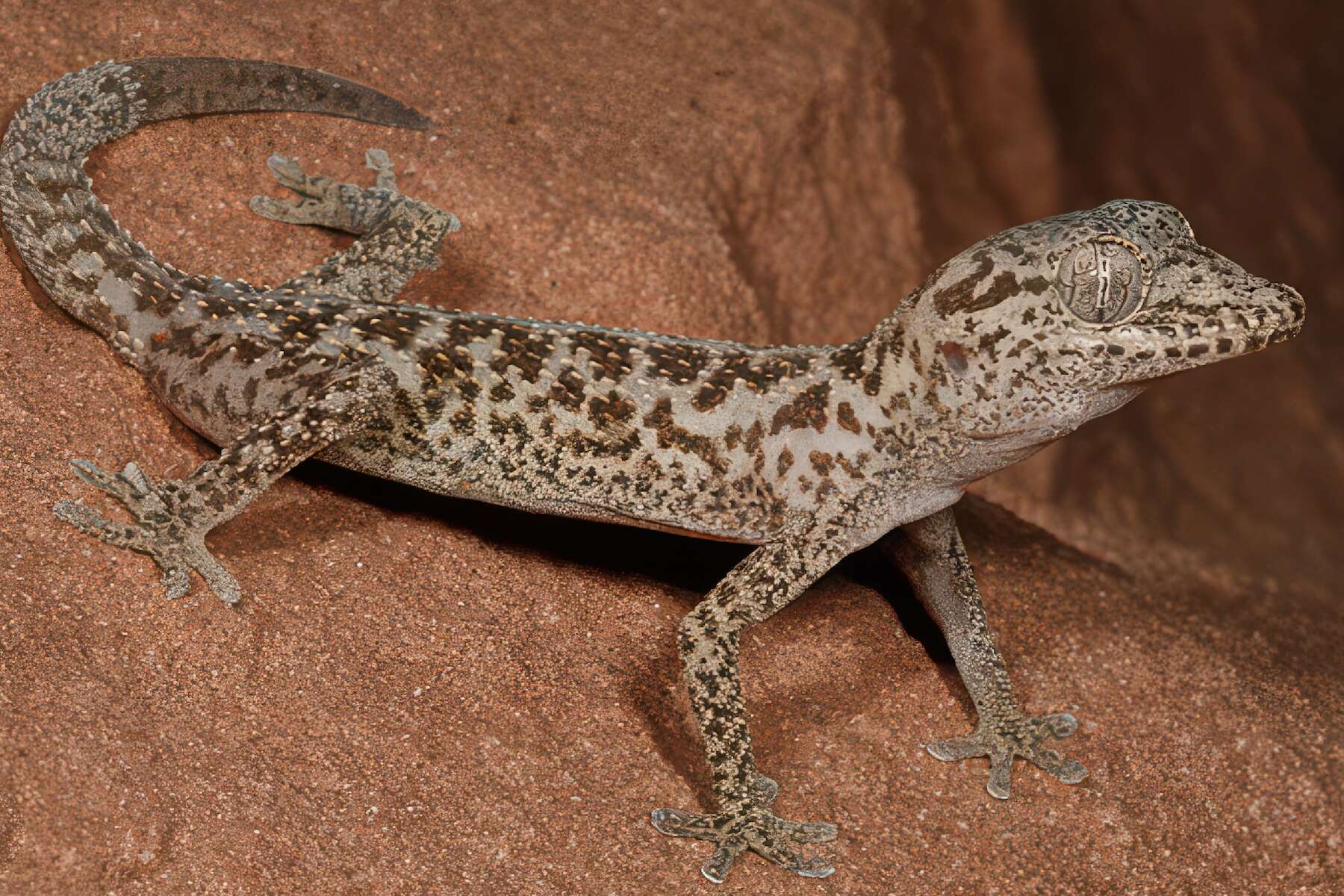 A brown spiny lizard stands on a red rock.