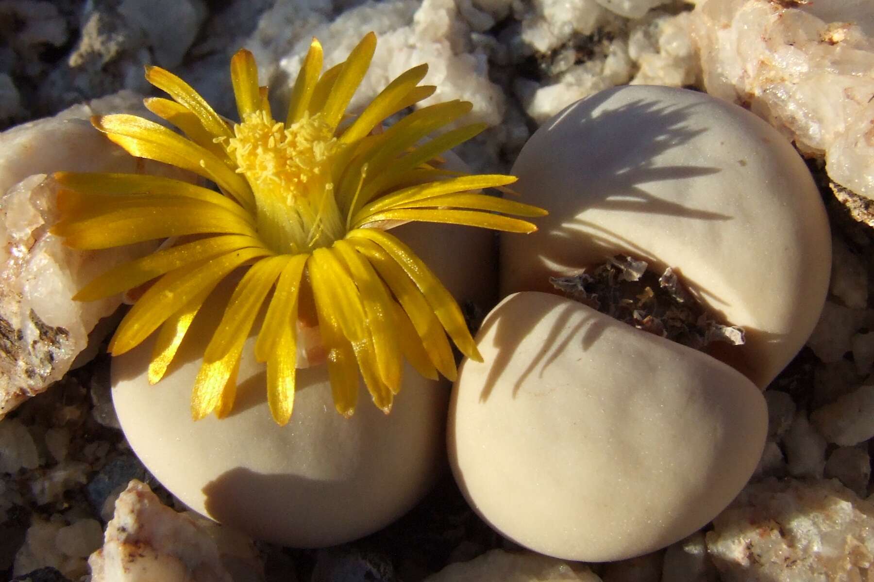 A yellow flow bursts forth from a lithops (living rock plant).